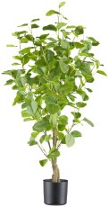 Eucalyptus 90cm, 238 leaves, green in plastic pot 12.5x11cm with soil