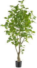Eucalyptus 130cm, 442 leaves, green in plastic pot 12.5x11cm with soil