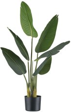Strelitzia nicolai x6 leaves, approx. 90cm, in plastic pot 15x13cm, with soil