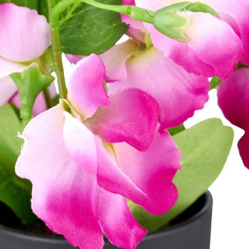 Vetch x3, 20cm, pink, in plastic pot 8x7cm