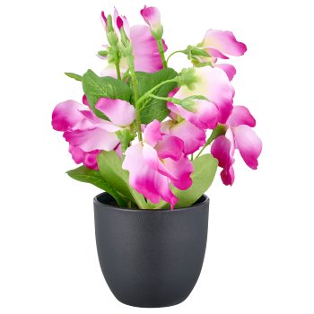 Vetch x3, 20cm, pink, in plastic pot 8x7cm