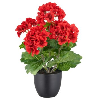 Geranienbusch x5, 36cm, rot, im Kunststofftopf 11,5x10,5cm, UV-beständig