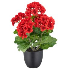 Geranienbusch x5, 36cm, rot, im Kunststofftopf 11,5x10,5cm, UV-beständig