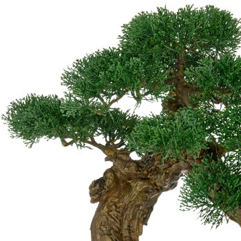 Bonsai cedar, 80x60cm, green, in black magnesia pot 22x34.5cm with gravel,
