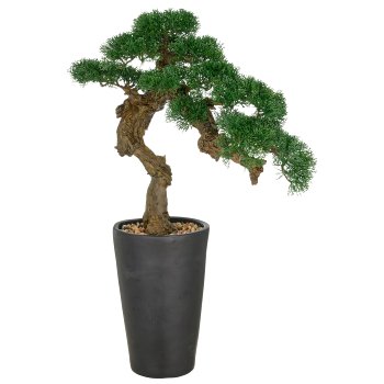 Bonsai cedar, 80x60cm, green, in black magnesia pot 22x34.5cm with gravel,