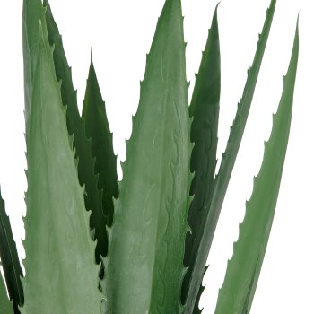 Agave x13, 80cm, grün, im grauen Zementtopf 20x20cm mit Kies, UV-beständig