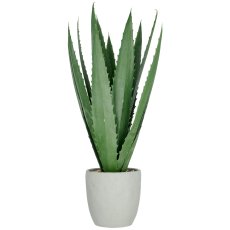 Agave x13, 80cm, grün, im grauen Zementtopf 20x20cm mit Kies, UV-beständig