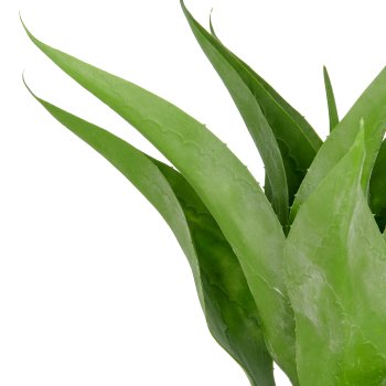 Agave x9, 55cm, green, in grey cement pot 20x20cm with gravel, UV-resistant
