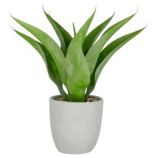 Agave x9, 55cm, grün, im grauen Zementtopf 20x20cm mit Kies, UV-beständig