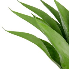 Agave x17, 75cm, green, in grey fibreclay pot 30x34cm with gravel, UV-resistant