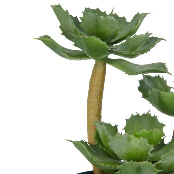 Echeveria x3, 28cm, grün, in schwarzer Kunststoffschale 17x8cm mit Kies