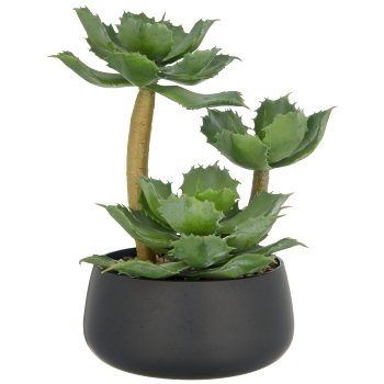Echeveria x3, 28cm, grün, in schwarzer Kunststoffschale 17x8cm mit Kies