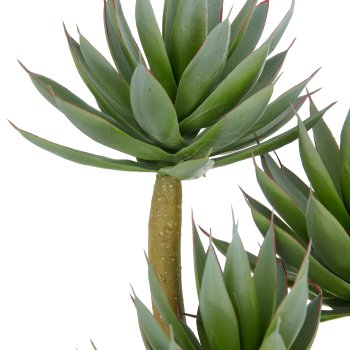 Agave blue glow x3, 28cm, grün, in schwarzer Kunststoffschale 17x8cm mit