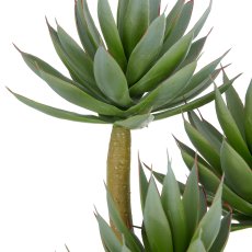 Agave blue glow x3, 28cm, grün, in schwarzer Kunststoffschale 17x8cm mit
