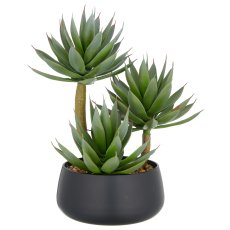 Agave blue glow x3, 28cm, grün, in schwarzer Kunststoffschale 17x8cm mit
