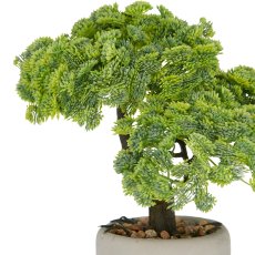 Bonsai Sedum multiceps x2, 24x26x20cm, grün, in grauer Zementschale 10x7cm mit Kies