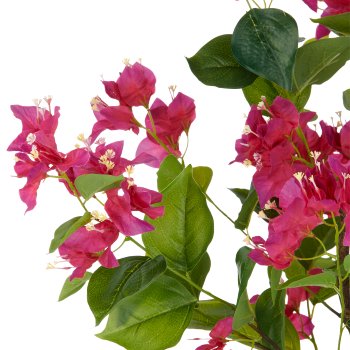 Bougainvillea, 68cm, pink, in plastic pot 12.5x11.5cm with soil