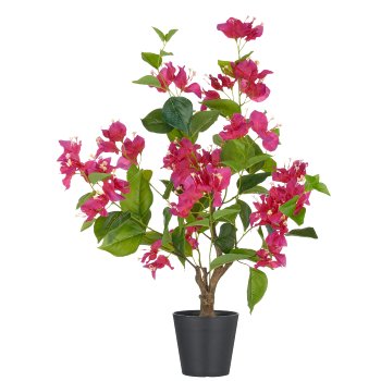 Bougainvillea, 68cm, pink, in plastic pot 12.5x11.5cm with soil