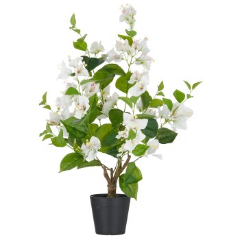 Bougainvillea, 68cm, weiß, im Kunststofftopf 12,5x11,5cm mit Erde