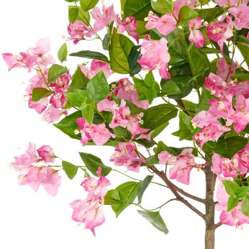 Bougainvillea tall stem, 150cm, pink-cream, in plastic pot cream 21.5x21.5cm with