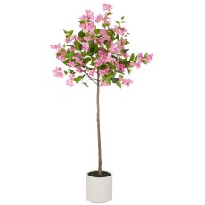 Bougainvillea Hochstamm, 150cm, pink-creme,k.d.p. im Kunststofftopf creme