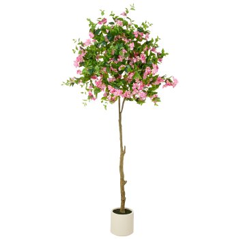 Bougainvillea tall stem, 240cm, pink-cream, in plastic pot cream 26.5x26.5cm with