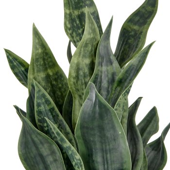 Sansevieria Grey Stripe, 66cm, dark green, in plastic pot 18x18cm anthracite with soil