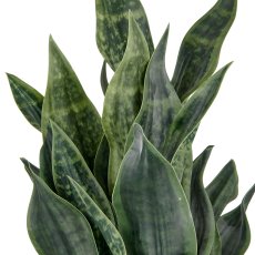 Sansevieria Grey Stripe, 66cm, dark green, in plastic pot 18x18cm anthracite with soil