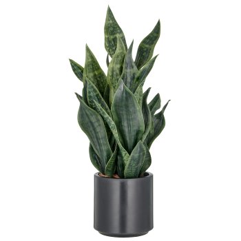 Sansevieria Grey Stripe, 66cm, dark green, in plastic pot 18x18cm anthracite with soil