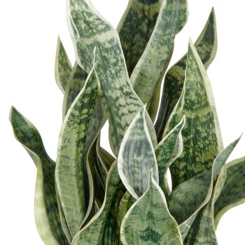 Sansevieria Green Honey, 66cm, hellgrün, im Kunststofftopf 18x18cm anthrazit mit Erde