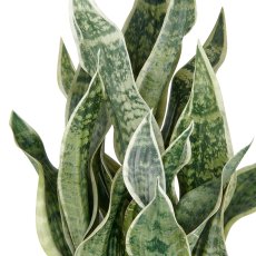 Sansevieria Green Honey, 66cm, hellgrün, im Kunststofftopf 18x18cm anthrazit mit Erde