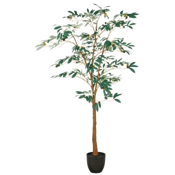 Olivenbaum x36 Fr., 570 Bl., 160cm, grün, im Kunststofftopf 16x15cm mit Erde, UV-beständig