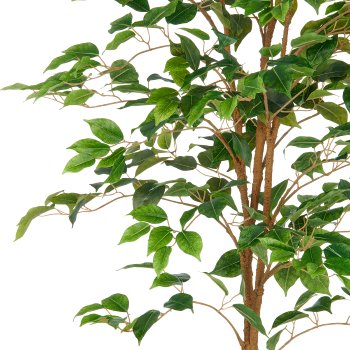 Ficus Benjamina, 570 leaves, 150cm, green, in plastic pot 16x15cm with soil, UV-resistant