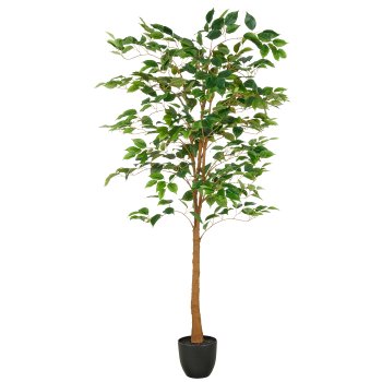 Ficus Benjamina, 570 leaves, 150cm, green, in plastic pot 16x15cm with soil, UV-resistant