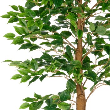 Ficus Benjamina, 840 leaves, 180cm, green, in plastic pot 18x16.5cm with soil,