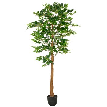 Ficus Benjamina, 840 leaves, 180cm, green, in plastic pot 18x16.5cm with soil,