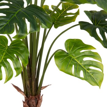 Split Philodendron x15, 100cm, grün, im grauen Kunststofftopf 17,5x18cm mit Erde