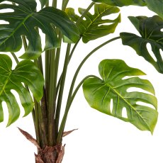 Split Philodendron x15, 100cm, grün, im grauen Kunststofftopf 17,5x18cm mit Erde