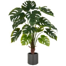 Split Philodendron x15, 100cm, grün, im grauen Kunststofftopf 17,5x18cm mit Erde