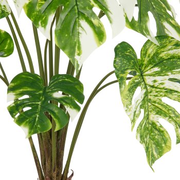 Split philodendron x15, 100cm, green-white, in grey plastic pot 17.5x18cm with soil