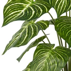 Philodendron Birkin x15, 100cm, green-white, in grey plastic pot 17.5x18cm with