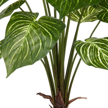 Philodendron Birkin x15, 100cm, green-white, in grey plastic pot 17.5x18cm with