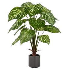 Philodendron Birkin x15, 100cm, grün-weiß, im grauen Kunststofftopf 17,5x18cm mit