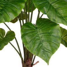 Alocasia Wentii x15, 100cm, green, in grey plastic pot 17.5x18cm with soil