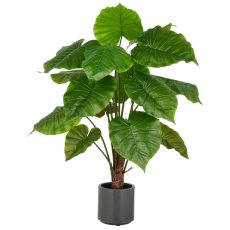 Alocasia Wentii x15, 100cm, green, in grey plastic pot 17.5x18cm with soil
