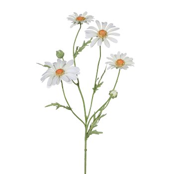 Marguerite 6/Poly, 60cm, white