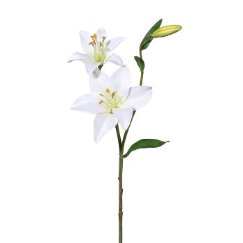 Lilie, 60cm, weiß