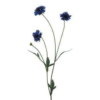 Cornflower 6/poly, 59cm, blue