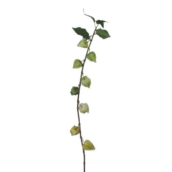 Physalis, 93cm, Light Green