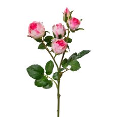 Polyantarose x5, 4/Poly, 39cm, rosa, 4/Stk
